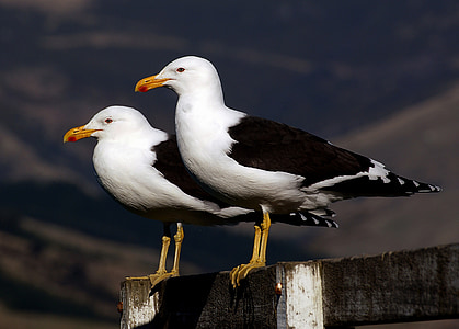 black-backed seagulls, perched, birds, wildlife, nature, seabirds, portrait