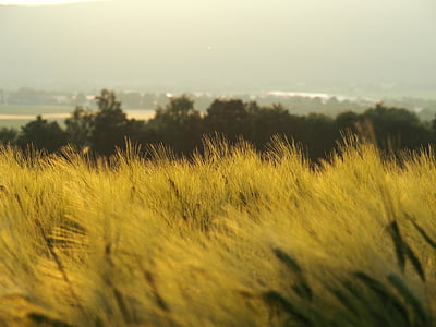 campo, naturaleza, verano, puesta de sol, trigo, campo de trigo, hierba de trigo