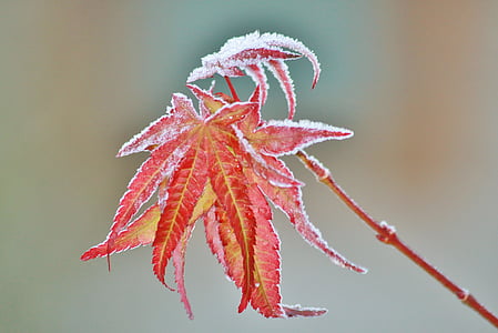 Maple, lá phong, lá, mùa thu, đầy màu sắc, màu sắc mùa thu, Thiên nhiên