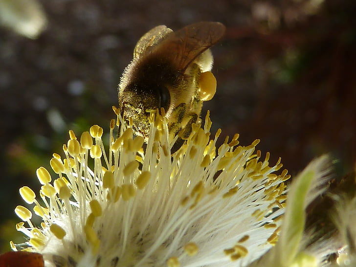 Bee, pollinering, nektar, natur, blomst, hage, insekt