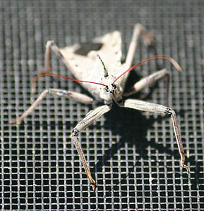 bug, assassin insect, wheel bug, arilus cristatus, insect, antenna, fauna