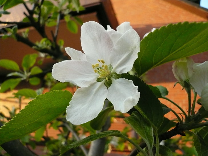Apple blossom, jabloň, bílé květy, listy, kernobstgewaechs, větev, jaro