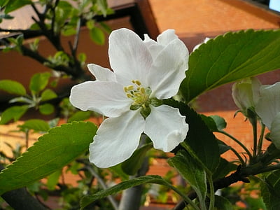 Apple blossom, Omenapuu, valkoiset kukat, lehdet, kernobstgewaechs, haara, kevään