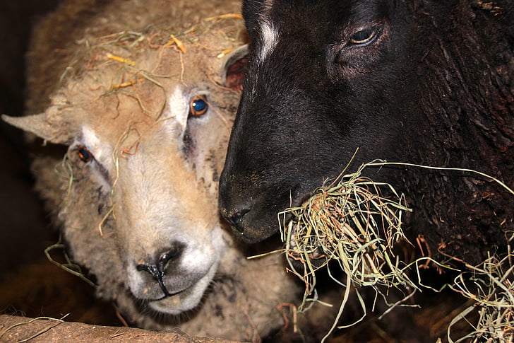 羊, 黒い羊, 白い羊, 動物, 給餌, 食べる, 干し草