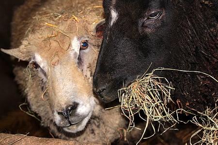 pecore, pecora nera, pecore bianche, animali, alimentazione, mangiare, fieno
