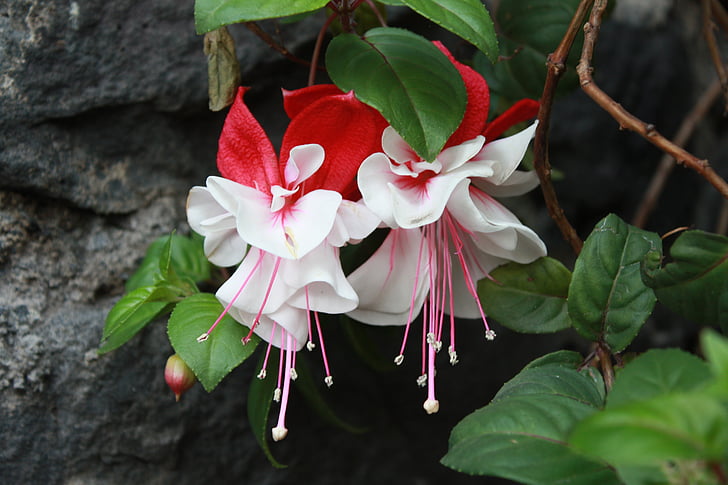 flower, fuchsia, tendrils of queen, nature, aretillo white and red, garden, flowering