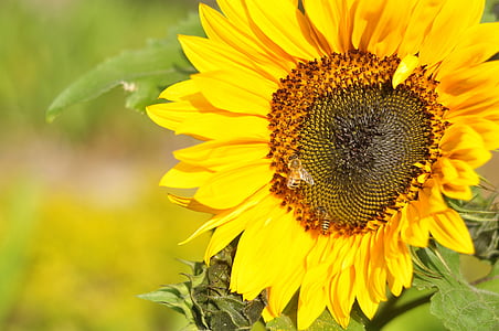 bunga matahari, bunga, mekar, alam, kuning, bunga, musim panas