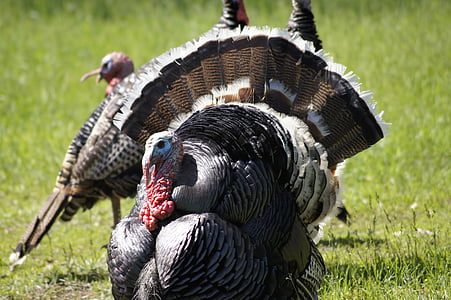 Tyrkia, Thanksgiving, fuglen