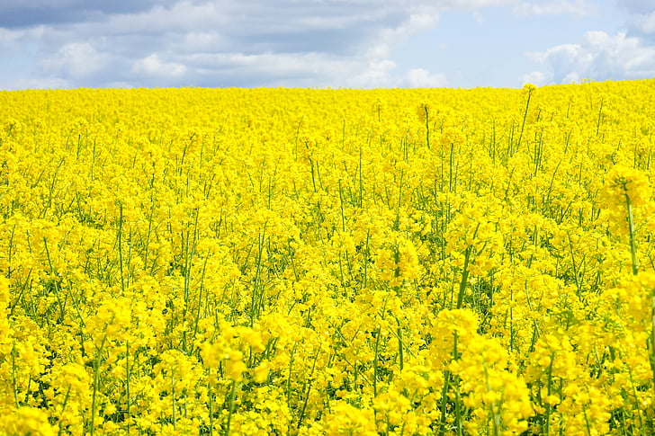 field of rapeseeds, sky, clouds, oilseed rape, blütenmeer, yellow, flowers