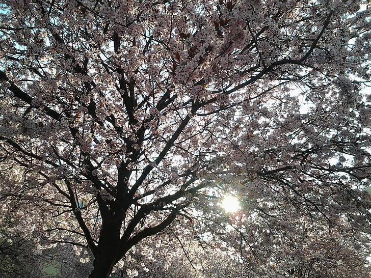 дърво, клонове, Пролет, слънце, розово, цвете