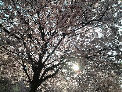 дърво, клонове, Пролет, слънце, розово, цвете