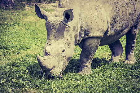 Rhino, jíst, tráva, divoké zvíře, zvířata, Afrika, nosorožce