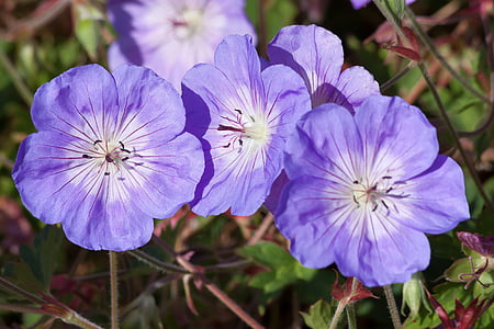 carpeta-campanetes, Galanthus plicatus, violeta, flors, tendre, flor, planta