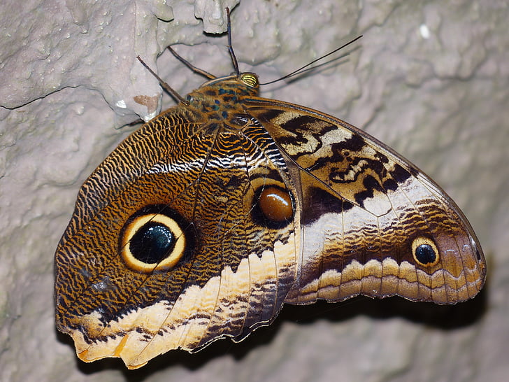 papillon hibou, papillon, Caligo, Edelfalter, Nymphalidae, insecte, Caligo eurilochus