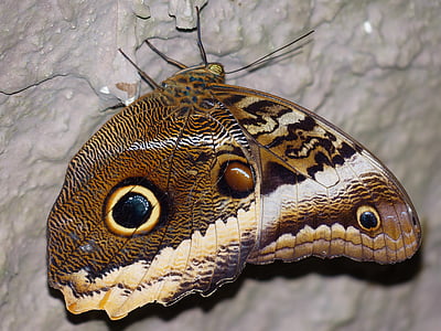 сова пеперуда, пеперуда, caligo, edelfalter, Nymphalidae, насекоми, caligo eurilochus