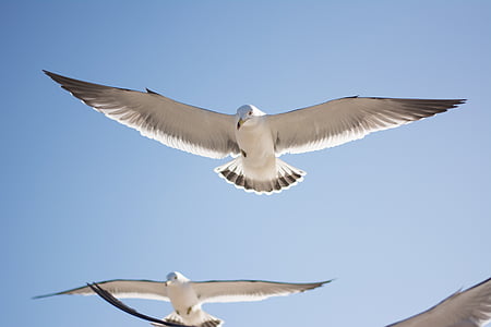 seagull, bird, sky, animal, flying, nature, sea