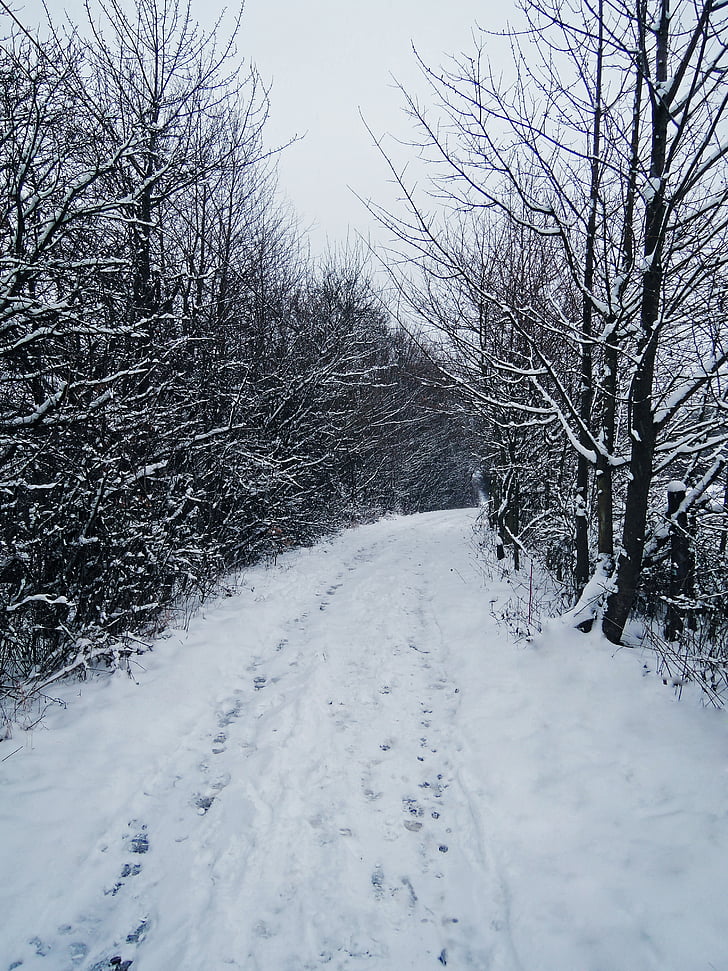 hiver, chemin d’accès, imprimer, neige, titres, arbres, noir et blanc