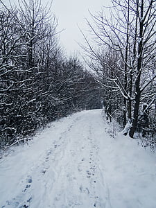 téli, elérési út, nyomtatása, hó, pályák, fák, fekete-fehér