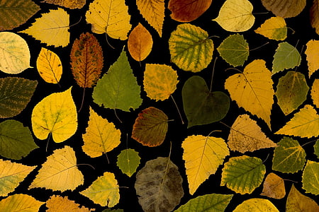 pozostawia, prawdziwe liści, klon, jesienny liść, jesień, liści liść, kolorowe