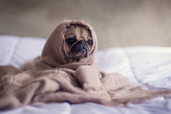 brown, pug, covered, bed, sheet, dog, animals