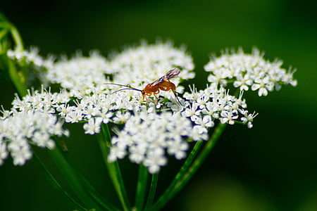 beetle, white, grassland plants, nature, insect, flora, blossom