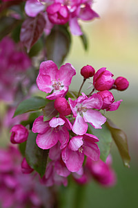 Blumen, Busch, Rosa, in der Nähe, Rhododendron, Natur, Anlage