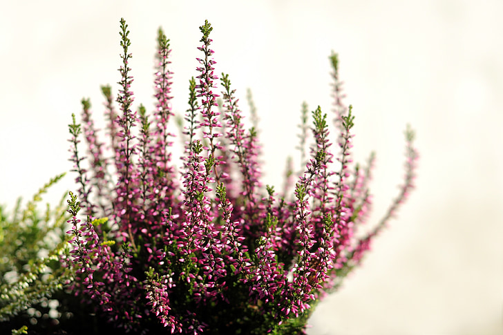 Heather, blomster, Pink, natur, lilla, plante, blomst