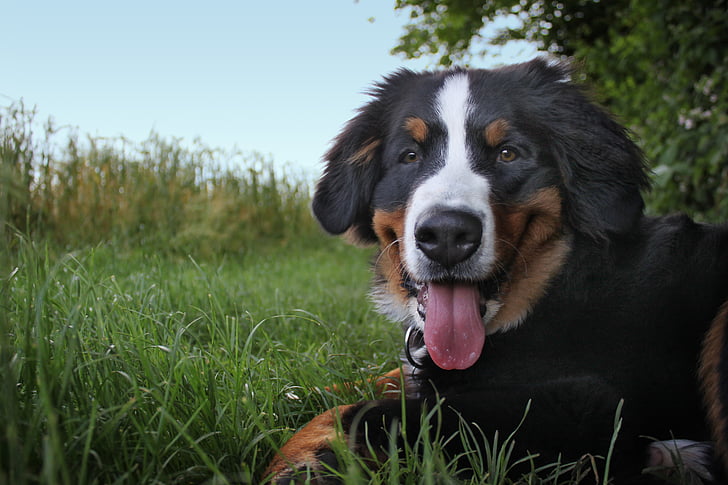 bernese mountain dog, dog, mountain dog, animal, senner dog, pet, good
