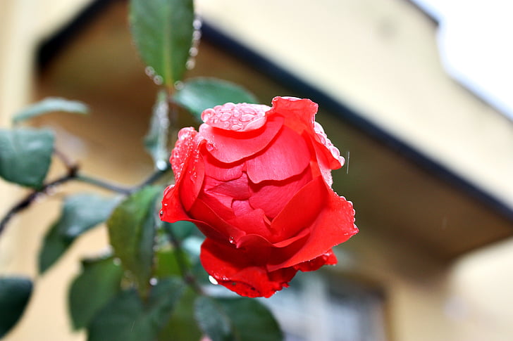 Роза, оранжевый, красный, цветок, капли дождя, Цветочные, Природа