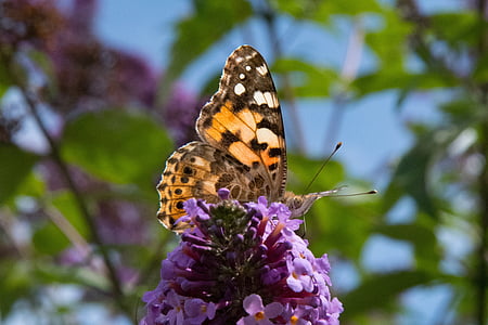 пеперуда, насекоми, природата, Блосъм, Блум, Люляк, лято