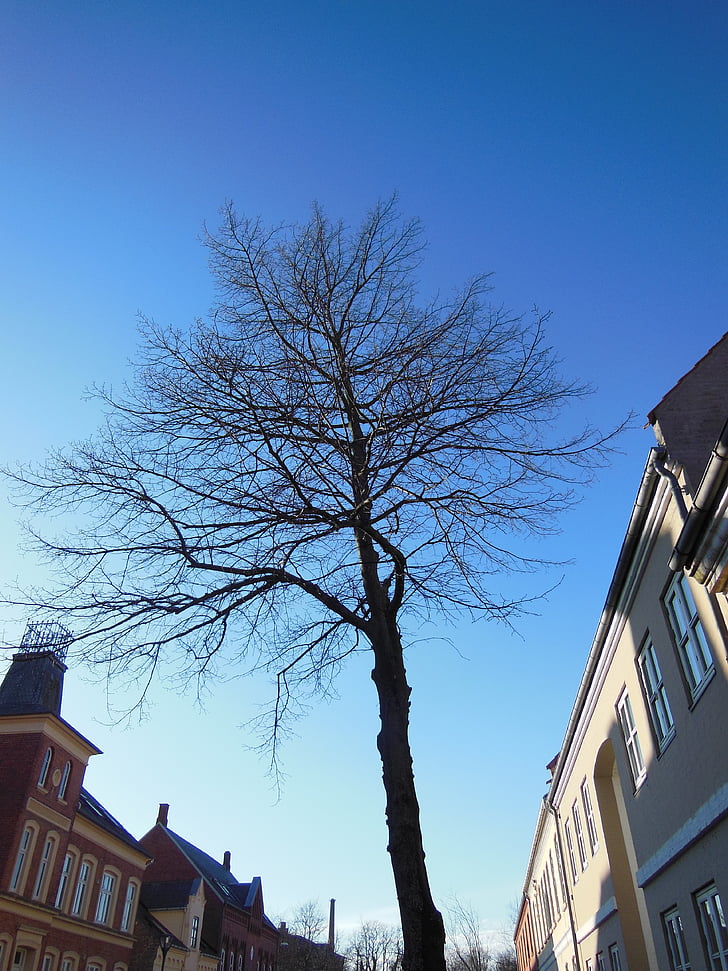 solitary tree, street tree, blue sky, sunshine, facades, yellow, red