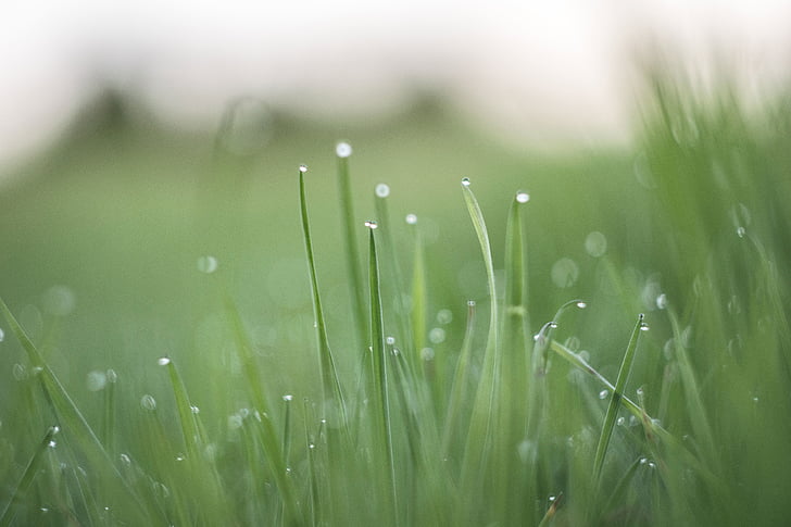 green, grasses, dews, grass, nature, outdoors, wet