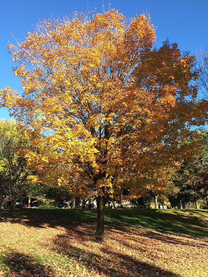 дерево, Осень, желтый