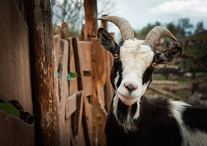 goat, animal, ungulates, horn, horns, hair, portrait