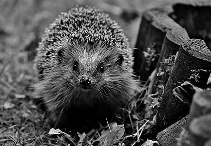 hedgehog, garden, nocturnal, spur, hannah, animal, nature