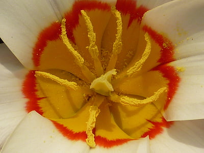 flower, tulip, kaufmanniana, ancilla, petal, yellow, nature
