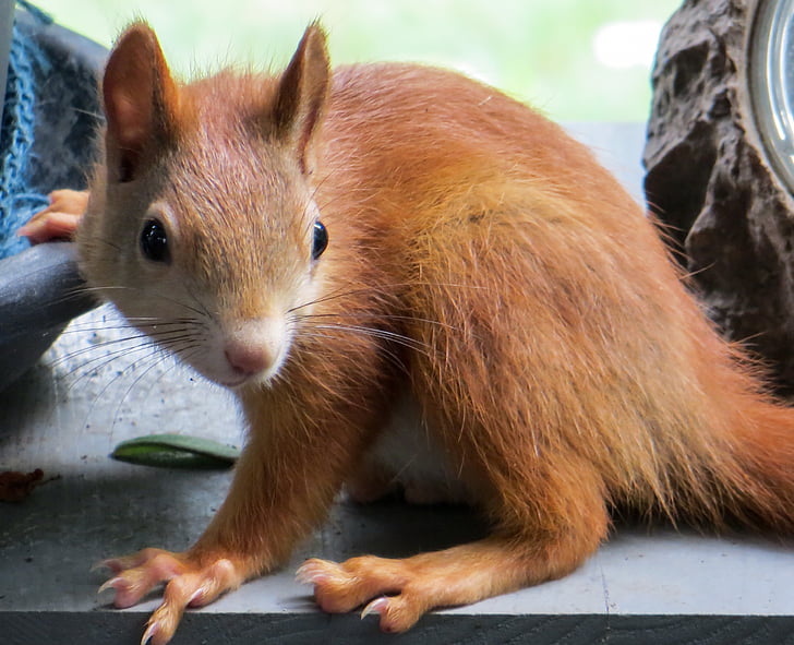 squirrel, animal, cute, brown, nager, rodent