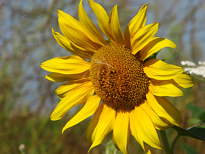 Sun flower, květ, léto, Slunečnice, slunečno