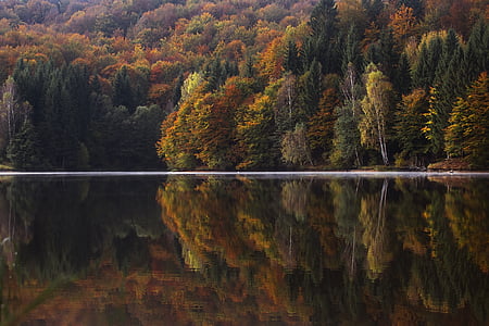 Jesienny, kolorowe, drzewo iglaste, świt, światło dzienne, upadek, lasu