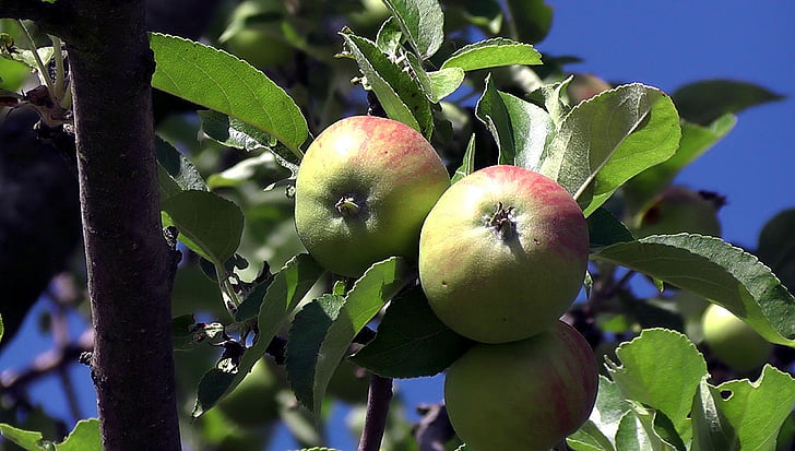 Apple, frutas, vitaminas, saudável, comida, frutas, árvore de maçã