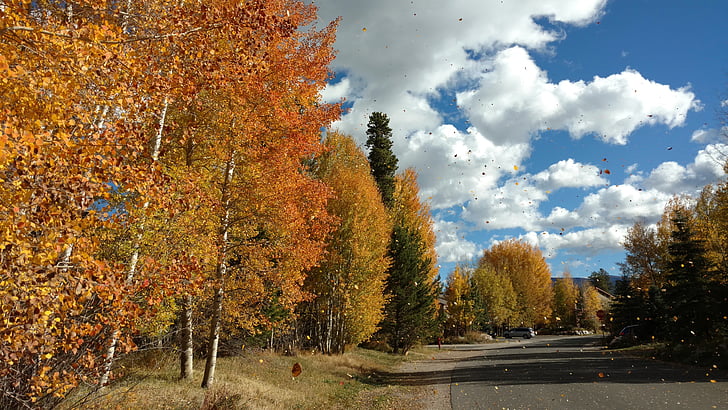 drzewa, pozostawia, Aspen, Złoto, pomarańczowy, upadek, jesień