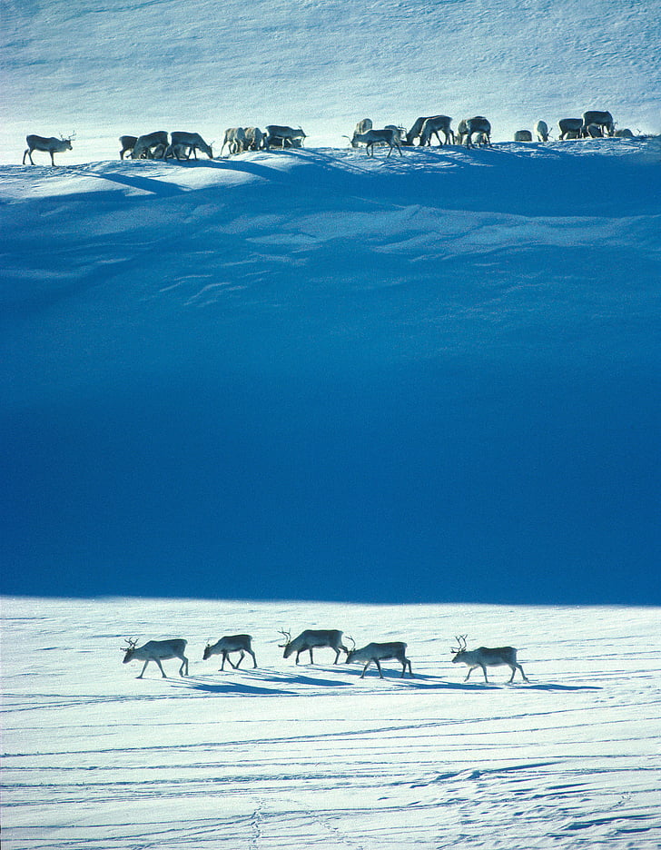 Norveška, divlji jeleni, Zima, priroda je, snijeg