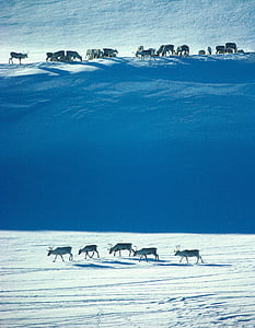 Norveška, divje severnih jelenov, pozimi, narava je, sneg