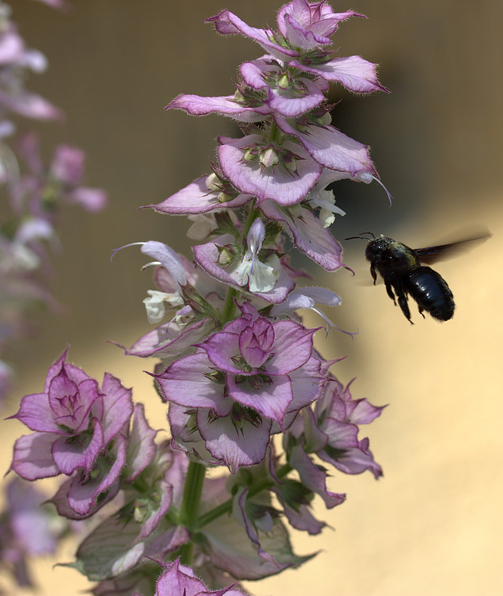 méh, repülés, beporzás, rovarok (Insecta), virág, természet, rovar