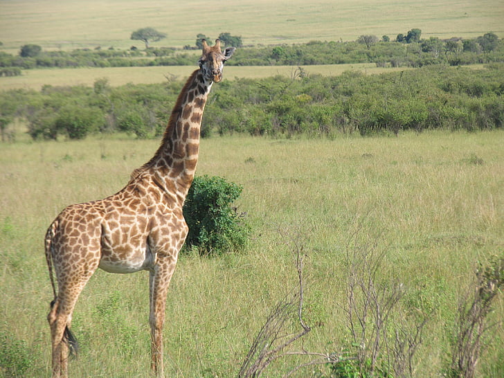 Кения, Жираф, Масаи Мара, Африка, сафари животных, Дикая природа, Саванна