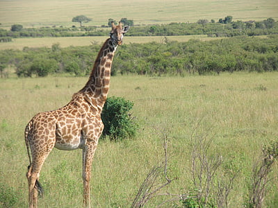Keňa, žirafa, Maasai mara, Afrika, Safari zvieratá, voľne žijúcich živočíchov, Savannah