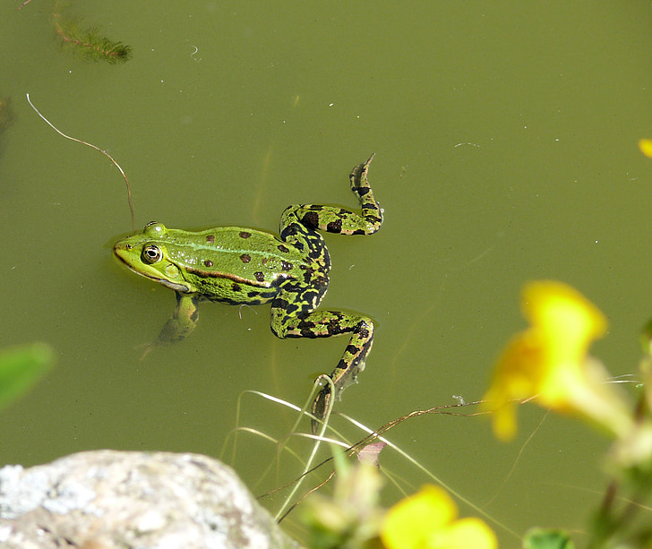 frog, pond, green, croak, nature