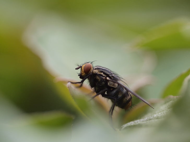 animal, blur, bright, close-up, depth of field, environment, fly