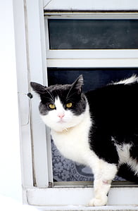 pisica, pisică alb-negru, animal de casă, piaţa internă, animale, pisică şi de câine