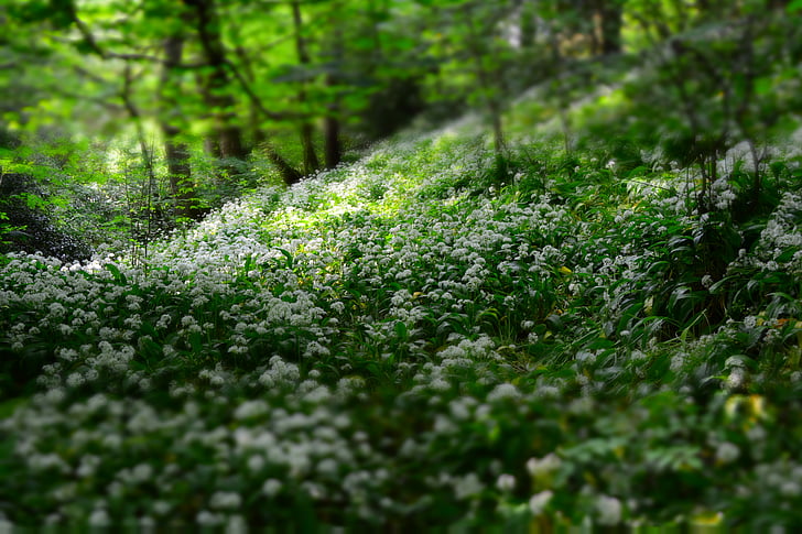 depth of field, flora, flowers, forest, nature, outdoors, trees